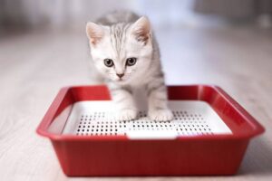 Как приучить котенка к кошачьему туалету с наполнителем?