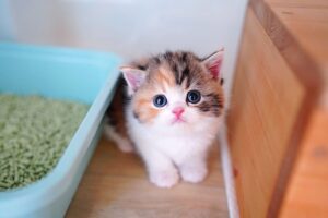 Как приучить котенка к кошачьему туалету с наполнителем?