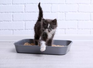 Как приучить кошек к лотку с наполнителем?