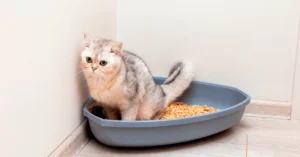 Древесный наполнитель для кошачьего туалета. Полный обзор